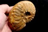 PSEUDOSCHLOENBACHIA (Rabenjanaharyella) RHOMBOIDALIS  campanian  Belo sur Tsiribihina - MADAGASCAR