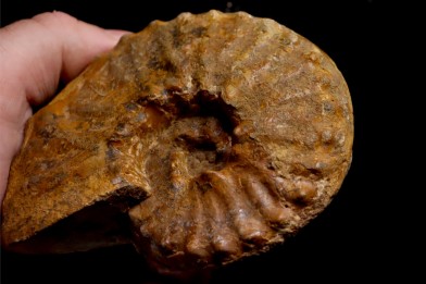 PSEUDOSCHLOENBACHIA (Rabenjanaharyella) RHOMBOIDALIS  campanian  Belo sur Tsiribihina - MADAGASCAR