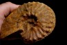 PSEUDOSCHLOENBACHIA (Rabenjanaharyella) RHOMBOIDALIS  campanian  Belo sur Tsiribihina - MADAGASCAR