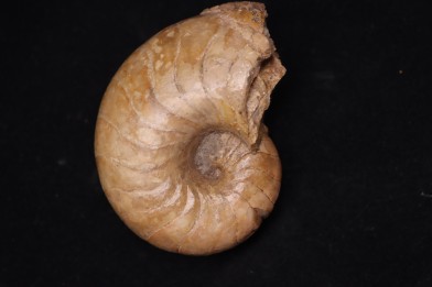nautile:  Cenoceras  obesum (Sowerby)  Bajocien  Bayeux, Normandie– FRANCE