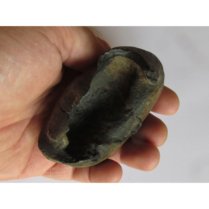 whale earbone (5)