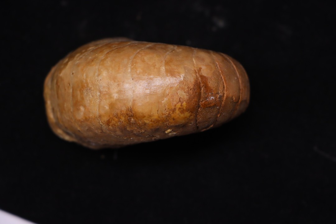nautile:  Cenoceras  obesum (Sowerby)  Bajocien  Bayeux, Normandie– FRANCE