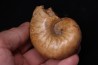 nautile: Cenoceras obesum (Sowerby) Bajocien Bayeux, Normandie– FRANCE