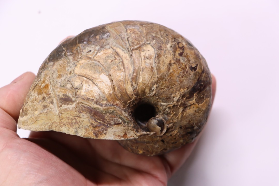 nautile: Cenoceras  belmontense (Rulleau, 2008) toarcien Charolles, Saone et Loire– FRANCE