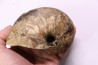 nautile: Cenoceras belmontense (Rulleau, 2008) toarcien Charolles, Saone et Loire– FRANCE