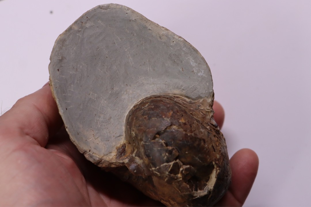 nautile: Cenoceras  belmontense (Rulleau, 2008) toarcien Charolles, Saone et Loire– FRANCE