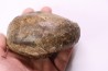 nautile: Cenoceras belmontense (Rulleau, 2008) toarcien Charolles, Saone et Loire– FRANCE