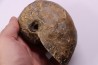 nautile: Cenoceras belmontense (Rulleau, 2008) toarcien Charolles, Saone et Loire– FRANCE