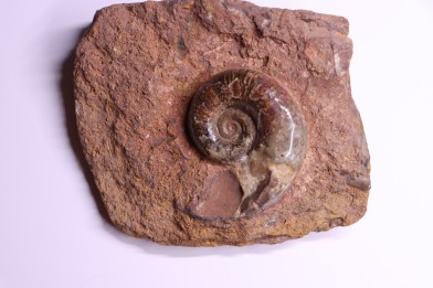 LYTOCERAS CORNUCOPIAE juvenil - toarcian - La Verpillere - France