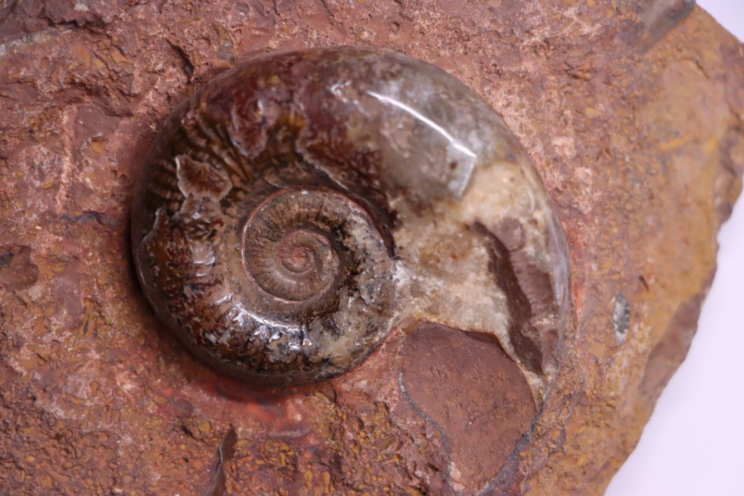 LYTOCERAS CORNUCOPIAE juvenil - toarcian - La Verpillere - France