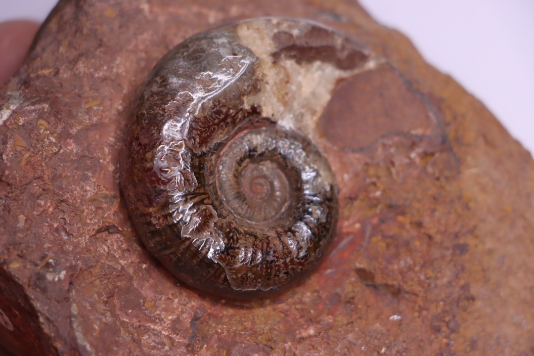 LYTOCERAS CORNUCOPIAE juvenil - toarcian - La Verpillere - France