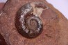LYTOCERAS CORNUCOPIAE juvenil - toarcian - La Verpillere - France