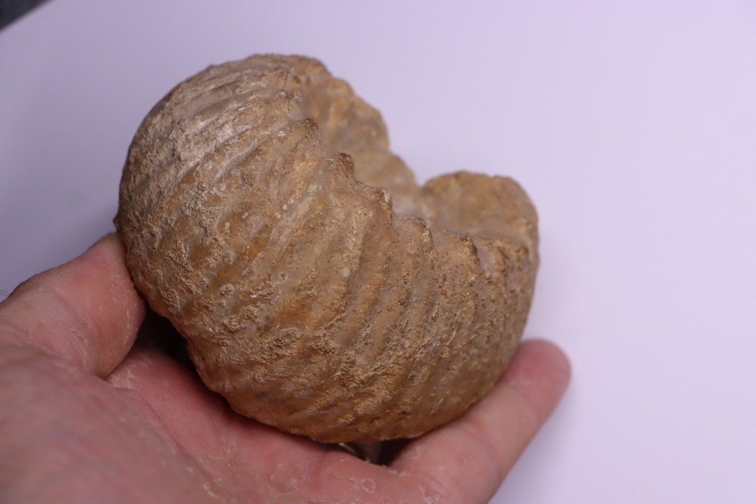 ERYMNOCERAS CORONATUM  CALLOVIEN moyen  Saint Laon, 86 - FRANCE