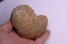 ERYMNOCERAS CORONATUM CALLOVIEN moyen Saint Laon, 86 - FRANCE