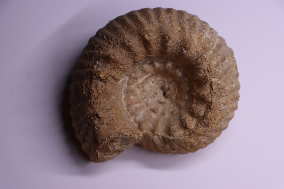 ERYMNOCERAS CORONATUM  CALLOVIEN moyen  Saint Laon, 86 - FRANCE