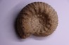 ERYMNOCERAS CORONATUM CALLOVIEN moyen Saint Laon, 86 - FRANCE