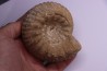 ERYMNOCERAS CORONATUM CALLOVIEN moyen Saint Laon, 86 - FRANCE