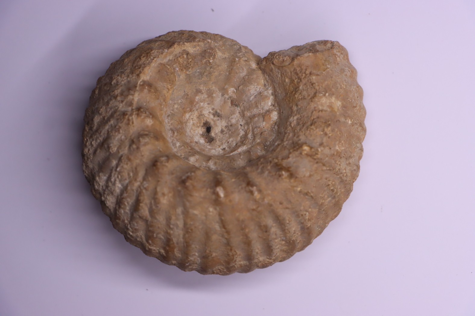 ERYMNOCERAS CORONATUM CALLOVIEN moyen Saint Laon, 86 - FRANCE