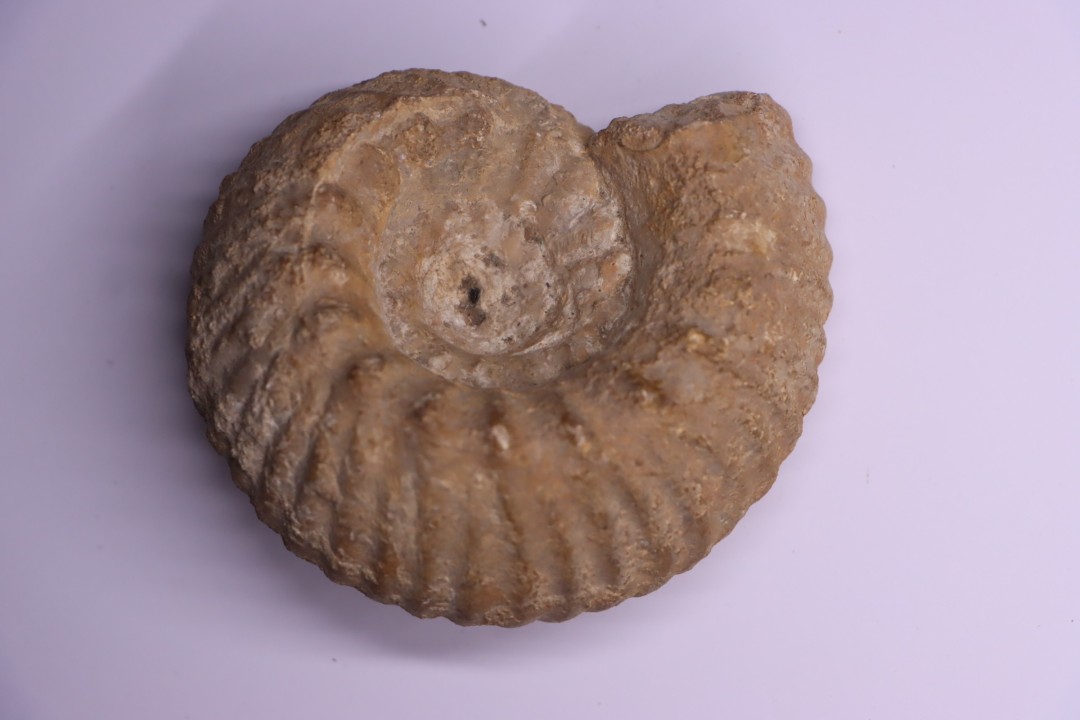 ERYMNOCERAS CORONATUM  CALLOVIEN moyen  Saint Laon, 86 - FRANCE