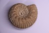 ERYMNOCERAS CORONATUM CALLOVIEN moyen Saint Laon, 86 - FRANCE