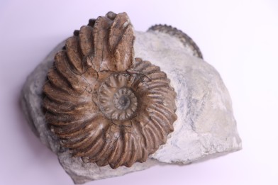 Hoplites benetianus  - middle albian - courcelles quarry - near Troyes - Aube - France