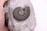 Hoplites benetianus - middle albian - courcelles quarry - near Troyes - Aube - France
