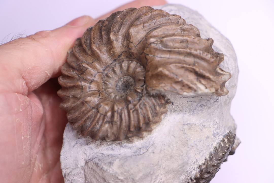 Hoplites benetianus  - middle albian - courcelles quarry - near Troyes - Aube - France