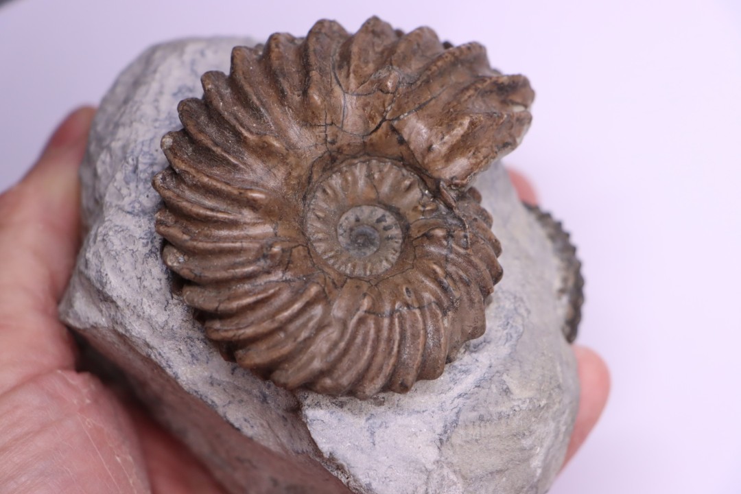 Hoplites benetianus  - middle albian - courcelles quarry - near Troyes - Aube - France