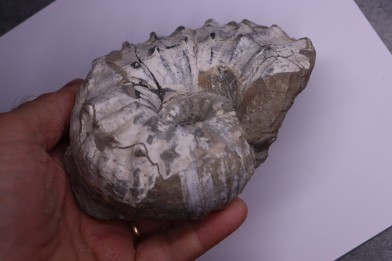 Liparoceras kilsbiense  Carixien  Blockley Brick Pit, Cheltenham area, Gloucestershire, UK