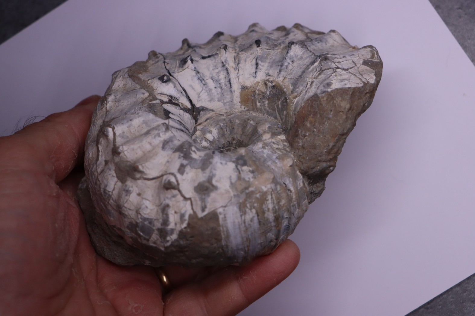 Liparoceras kilsbiense Carixien Blockley Brick Pit, Cheltenham area, Gloucestershire, UK