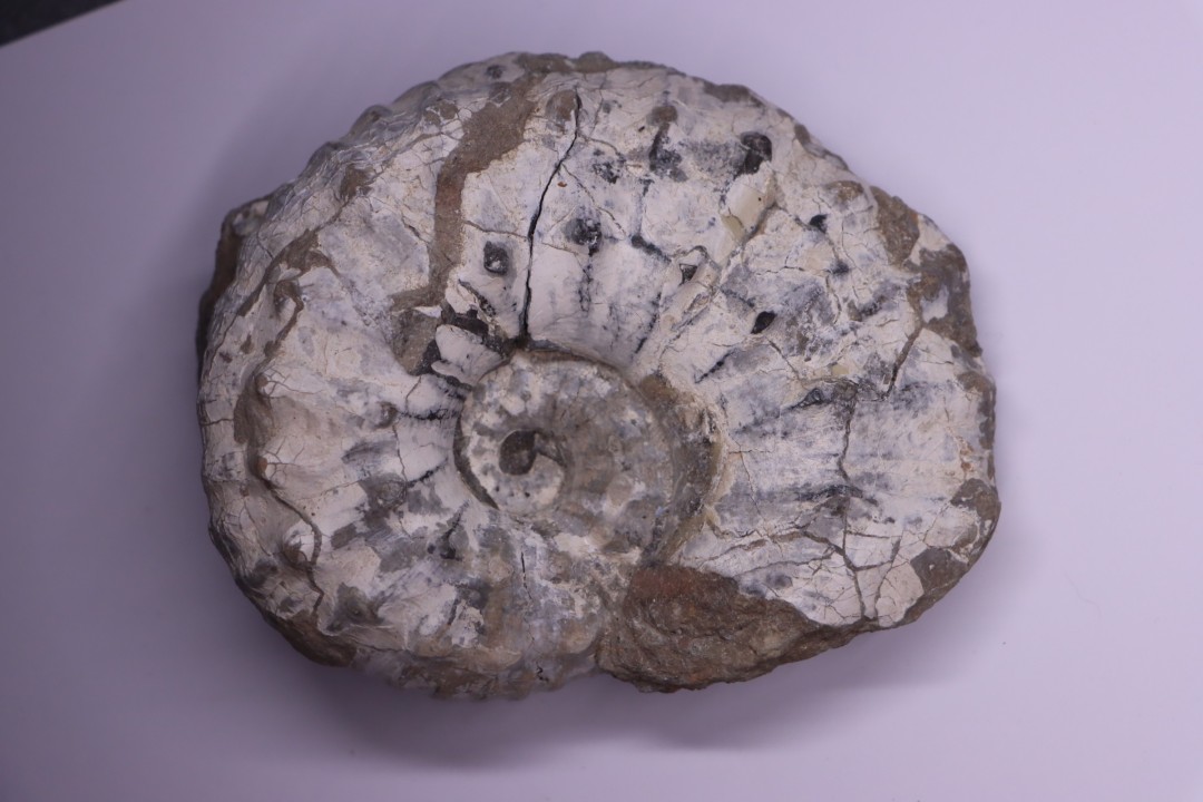 Liparoceras kilsbiense  Carixien  Blockley Brick Pit, Cheltenham area, Gloucestershire, UK
