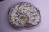 Liparoceras kilsbiense Carixien Blockley Brick Pit, Cheltenham area, Gloucestershire, UK