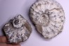 Liparoceras kilsbiense Carixien Blockley Brick Pit, Cheltenham area, Gloucestershire, UK