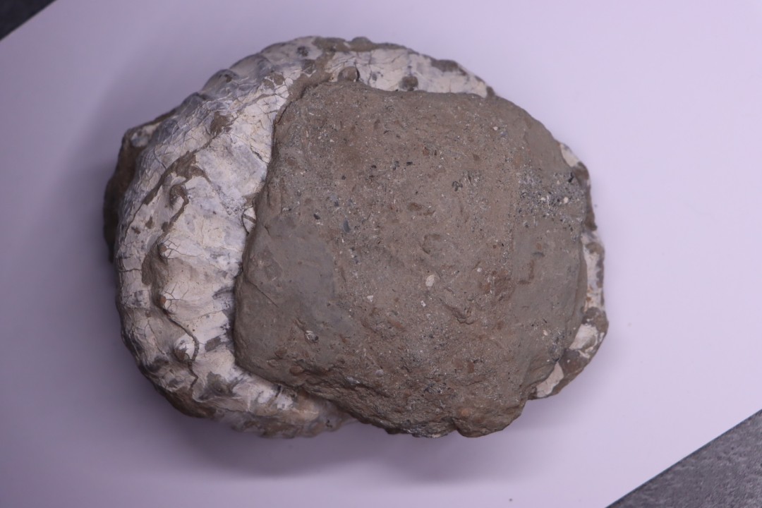 Liparoceras kilsbiense  Carixien  Blockley Brick Pit, Cheltenham area, Gloucestershire, UK