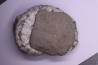 Liparoceras kilsbiense Carixien Blockley Brick Pit, Cheltenham area, Gloucestershire, UK
