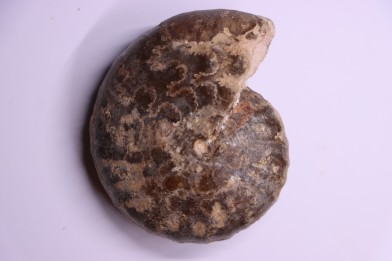 Thomasites Rollandi (Thomas et Peron, 1889) - Turonian - Asfla – Goulmima – Morocco