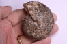 Thomasites Rollandi (Thomas et Peron, 1889) - Turonian - Asfla – Goulmima – Morocco