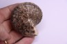 Thomasites Rollandi (Thomas et Peron, 1889) - Turonian - Asfla – Goulmima – Morocco