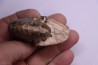 Thomasites Rollandi (Thomas et Peron, 1889) - Turonian - Asfla – Goulmima – Morocco
