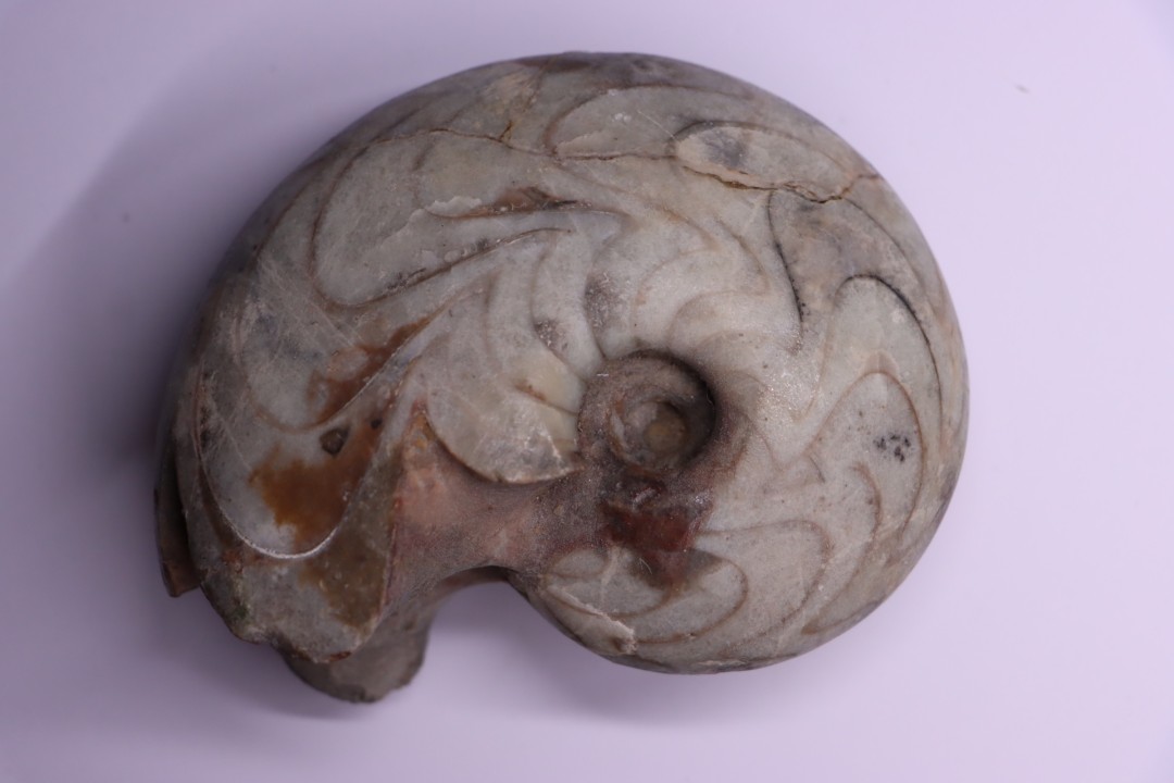 goniatit: MANTICOCERAS SINUOSUM - Up. devonian - Erfoud, Morocco