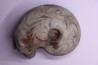 goniatit: MANTICOCERAS SINUOSUM - Up. devonian - Erfoud, Morocco