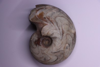 goniatit: MANTICOCERAS SINUOSUM - Up. devonian - Erfoud, Morocco