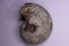 goniatite: MANTICOCERAS SINUOSUM - dévonien sup.- Erfoud, Maroc