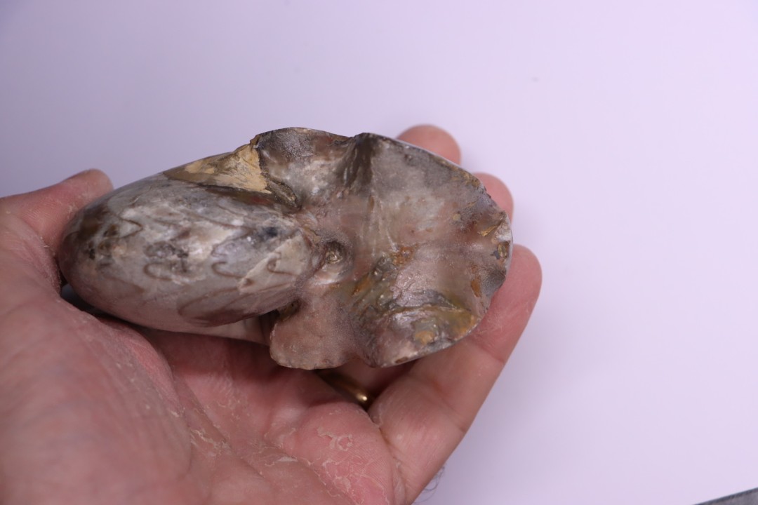 goniatite: MANTICOCERAS SINUOSUM - dévonien sup.- Erfoud, Maroc