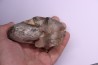 goniatit: MANTICOCERAS SINUOSUM - Up. devonian - Erfoud, Morocco