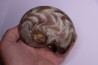 goniatit: MANTICOCERAS SINUOSUM - Up. devonian - Erfoud, Morocco