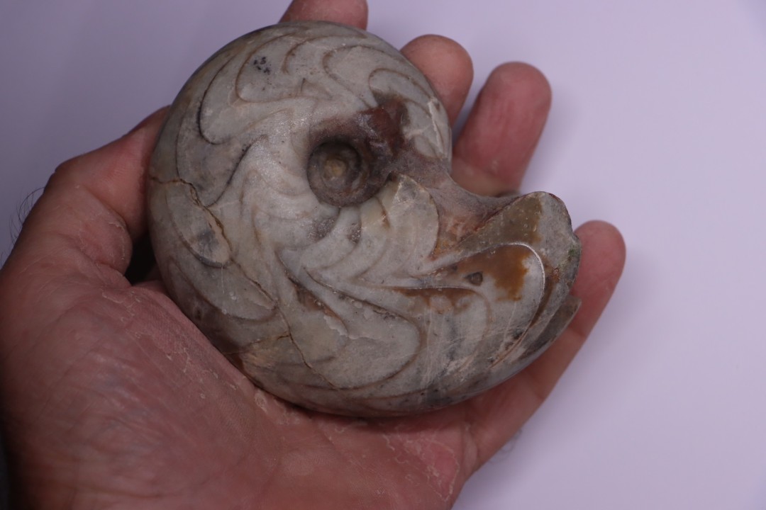 goniatit: MANTICOCERAS SINUOSUM - Up. devonian - Erfoud, Morocco