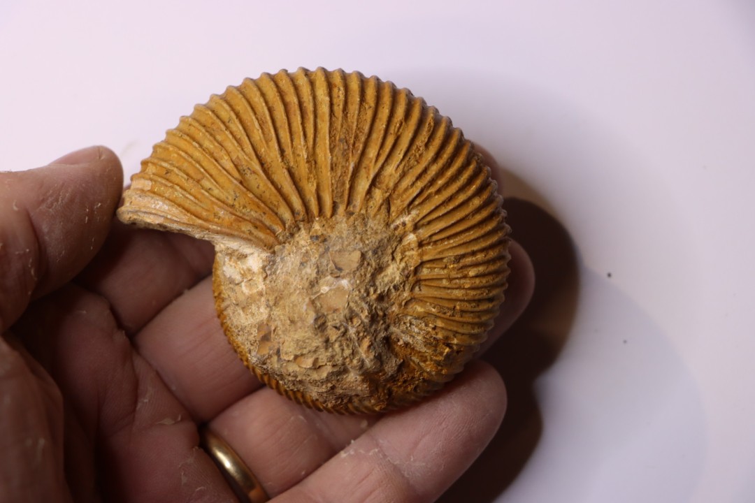 Macrocephalites macrocephalus  Callovien  Région Atsimo-Andrefana, Madagascar