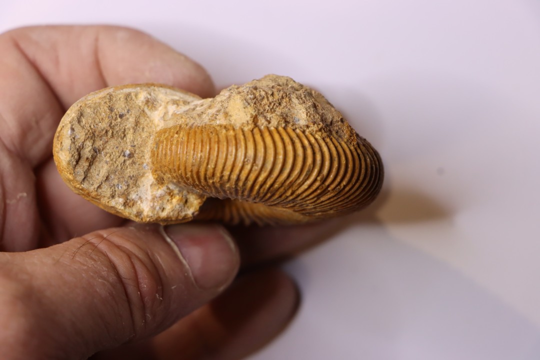 Macrocephalites macrocephalus  Callovien  Région Atsimo-Andrefana, Madagascar