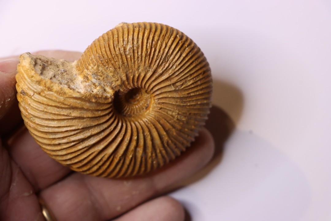 Macrocephalites macrocephalus  Callovien  Région Atsimo-Andrefana, Madagascar